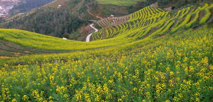 bat-ngan-hoa-cai-tren-nhung-thua-ruong-bac-thang-mu-cang-chai-61