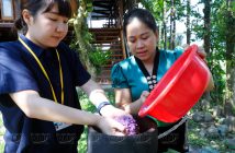 Khám phá Xôi ngũ sắc – Tinh hoa đất trời Mường Lò xoi-ngu-sac-tinh-hoa-muong-lo (11)